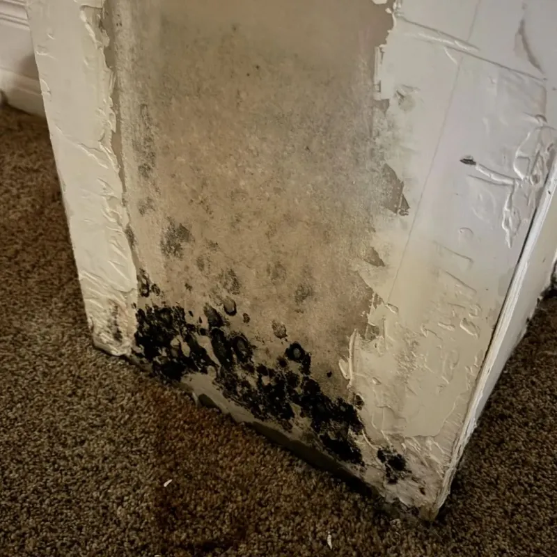 Professional Mold Removal in Hart County, KY